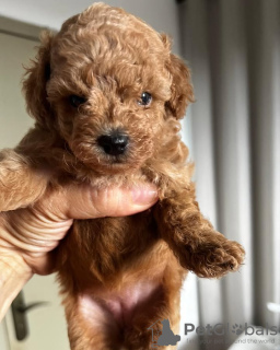 Photo №4. I will sell poodle (toy) in the city of Мадрид. breeder - price - 329$