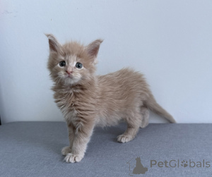 Photo №2 to announcement № 174368 for the sale of maine coon - buy in Belgium 