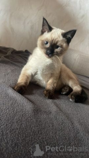 Photo №2 to announcement № 125418 for the sale of siamese cat - buy in Germany private announcement, breeder