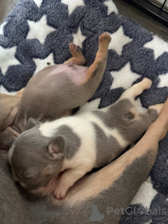 Photo №4. I will sell french bulldog in the city of Augustdorf.  - price - 941$