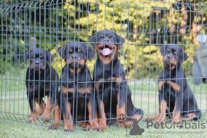 Photo №2 to announcement № 56966 for the sale of rottweiler - buy in Serbia breeder
