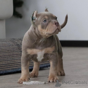 Photo №1. american bully - for sale in the city of Wuppertal | 940$ | Announcement № 147463