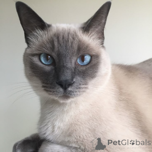 Photo №2 to announcement № 157697 for the sale of tonkinese cat - buy in Germany from the shelter, breeder