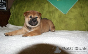 Photo №1. shiba inu - for sale in the city of Бохум | 581$ | Announcement № 122795