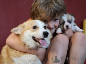 Photo №1. welsh corgi - for sale in the city of Berlin | negotiated | Announcement № 155806