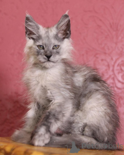 Photo №1. maine coon - for sale in the city of Navan | negotiated | Announcement № 156246