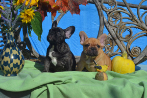Photo №1. french bulldog - for sale in the city of Sergiev Posad | 584$ | Announcement № 3375
