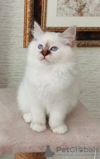 Photo №2 to announcement № 47056 for the sale of birman - buy in Belarus from nursery