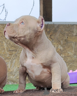 Photo №2 to announcement № 99365 for the sale of american bully - buy in Russian Federation private announcement