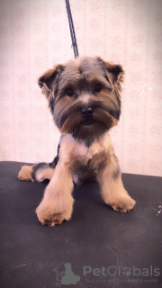 Photo №2 to announcement № 97740 for the sale of yorkshire terrier - buy in Germany private announcement