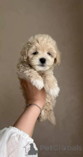 Photo №1. maltipu - for sale in the city of Berlin | negotiated | Announcement № 154941