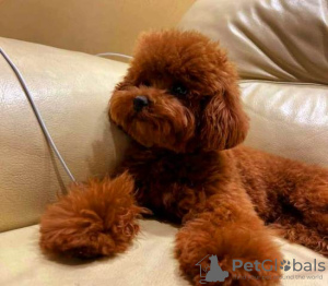 Photo №2 to announcement № 110765 for the sale of poodle (dwarf) - buy in Serbia 