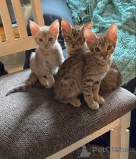 Photo №2 to announcement № 164261 for the sale of ocicat - buy in Belgium private announcement, breeder