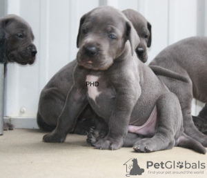 Photo №1. great dane - for sale in the city of San Diego | Is free | Announcement № 124107