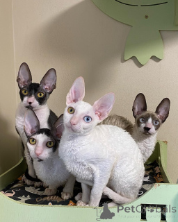 Photo №1. cornish rex - for sale in the city of Hannover | negotiated | Announcement № 164204