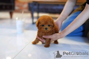 Photo №1. poodle (toy) - for sale in the city of Helsinki | 370$ | Announcement № 116614