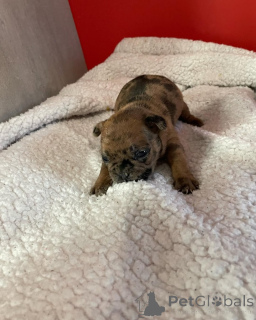 Photo №4. I will sell french bulldog in the city of Paris. private announcement, from the shelter - price - 2581$