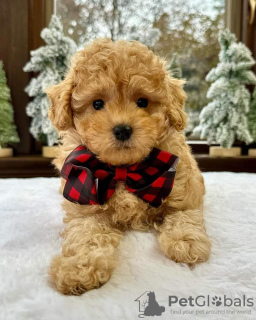 Photo №2 to announcement № 123223 for the sale of labradoodle - buy in United Kingdom private announcement