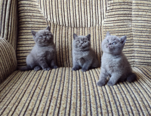 Photo №1. british longhair, british shorthair - for sale in the city of Minsk | 73$ | Announcement № 1870