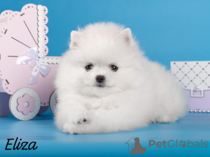 Photo №1. german spitz, pomeranian - for sale in the city of Москва | negotiated | Announcement № 98887