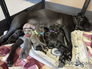 Additional photos: Cane Corso