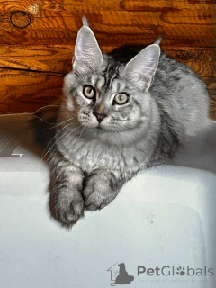 Photo №1. maine coon - for sale in the city of Nizhny Novgorod | 254$ | Announcement № 148390