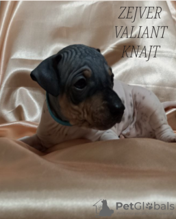 Photo №1. american hairless terrier - for sale in the city of Vologda | 521$ | Announcement № 43041