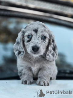 Photo №1.  - for sale in the city of Brasschaat | 650$ | Announcement № 162701