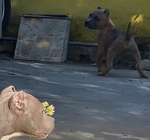 Photo №2 to announcement № 14220 for the sale of american bully - buy in Russian Federation private announcement