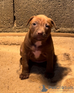 Additional photos: American Pit Bull Terrier puppies