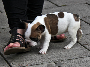 Photo №1. french bulldog - for sale in the city of Los Angeles | 565$ | Announcement № 134846