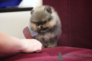 Additional photos: Pomeranian