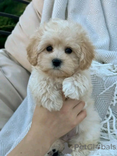 Photo №2 to announcement № 138217 for the sale of maltipu - buy in United States breeder