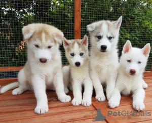 Photo №1. siberian husky - for sale in the city of Bremen | 423$ | Announcement № 114670