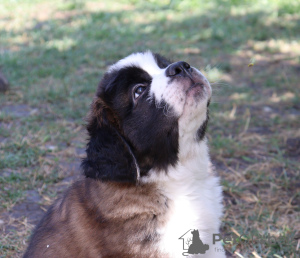 Additional photos: St. Bernard show class puppies