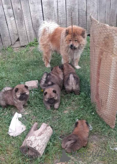 Photo №4. I will sell chow chow in the city of Šid.  - price - negotiated