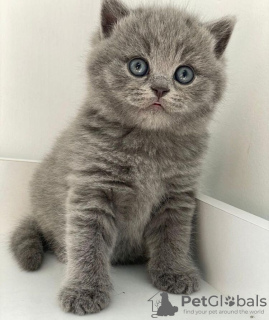 Photo №2 to announcement № 90832 for the sale of british shorthair - buy in Germany private announcement