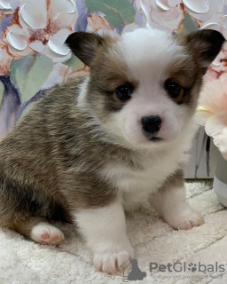 Photo №3. AKc registered Corgi puppies for sale Business WhatsApp 37256062792. Finland