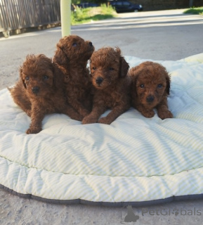 Photo №1. poodle (toy) - for sale in the city of Jarkovac | negotiated | Announcement № 169196