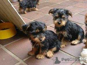 Photo №1. yorkshire terrier - for sale in the city of Флорида Сити | Is free | Announcement № 11722