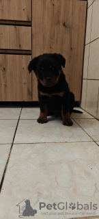 Photo №2 to announcement № 126692 for the sale of rottweiler - buy in Poland private announcement