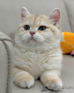 Photo №2 to announcement № 158454 for the sale of british shorthair - buy in Germany private announcement