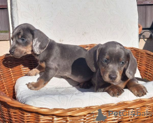 Photo №3. Long and short haired dachshunds. Serbia