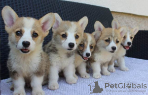 Photo №4. I will sell welsh corgi in the city of Bajša.  - price - negotiated