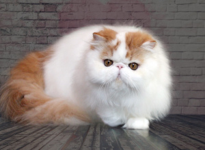 Photo №1. persian cat - for sale in the city of Kiev | Negotiated | Announcement № 4091