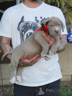 Photo №3. Meet Duke The Gentle Guardian with a Heart of Gold. Germany