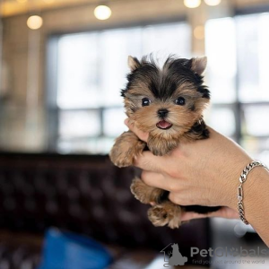 Photo №1. yorkshire terrier - for sale in the city of Paris | negotiated | Announcement № 85564