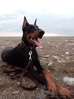 Photo №1. dobermann - for sale in the city of Tbilisi | negotiated | Announcement № 30288