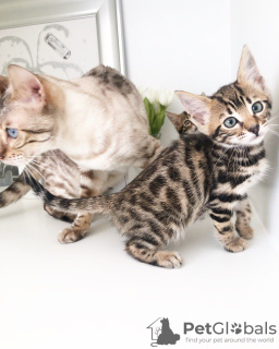 Photo №2 to announcement № 88571 for the sale of bengal cat - buy in Germany private announcement