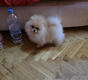 Photo №4. I will sell pomeranian in the city of Belgrade. breeder - price - negotiated